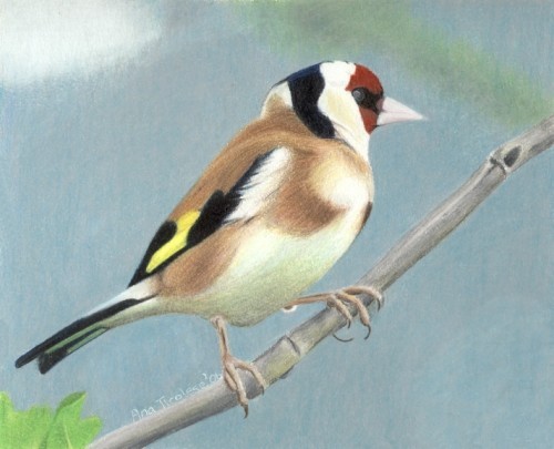 British Goldfinch