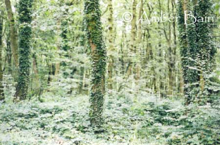 Enchanted Forest