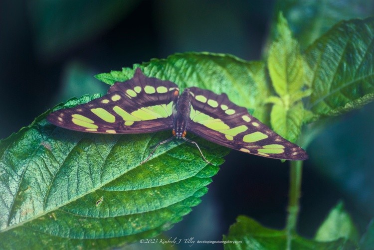 Malachite Butterfly P0154