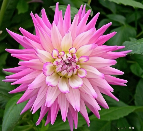 Goodmorning my friends
