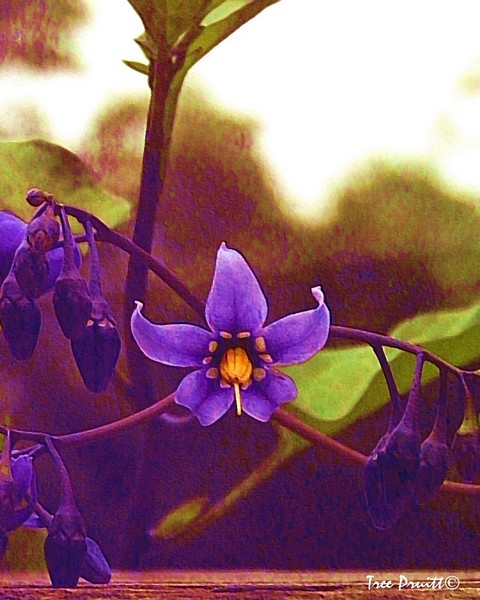 Mystic Vine