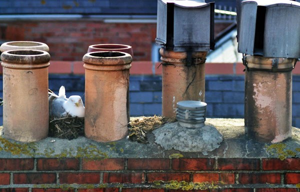 Chim Chiminey