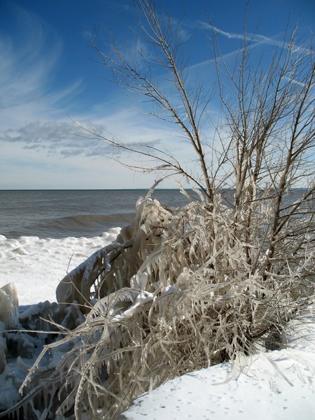 Iced Bush