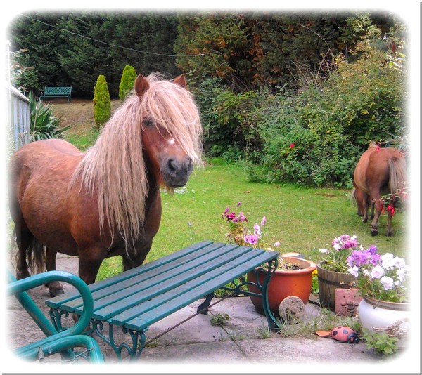 Poppy the pony