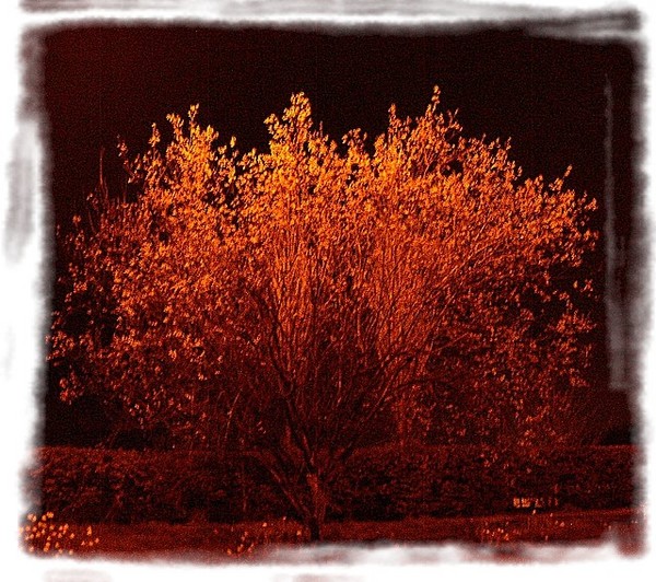 night scene