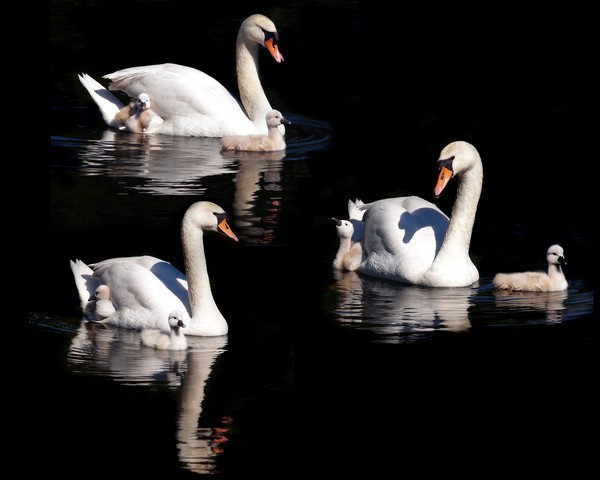 Collage of Swans