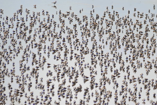 Sandpipers