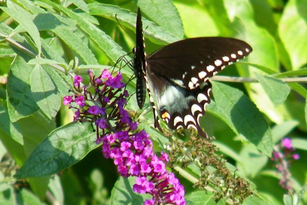 Black Swallowtail
