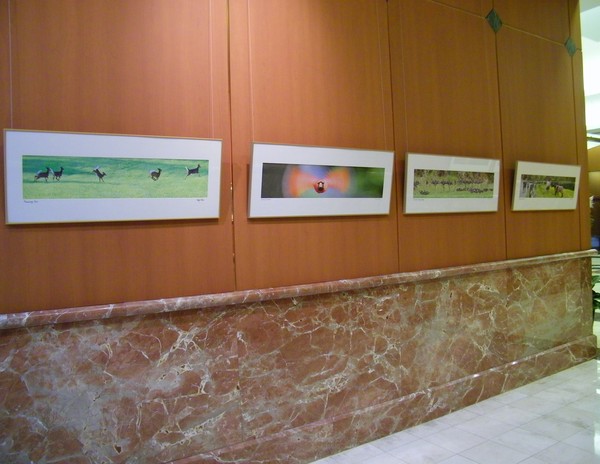 Panorama Exhibit at Gallery 919