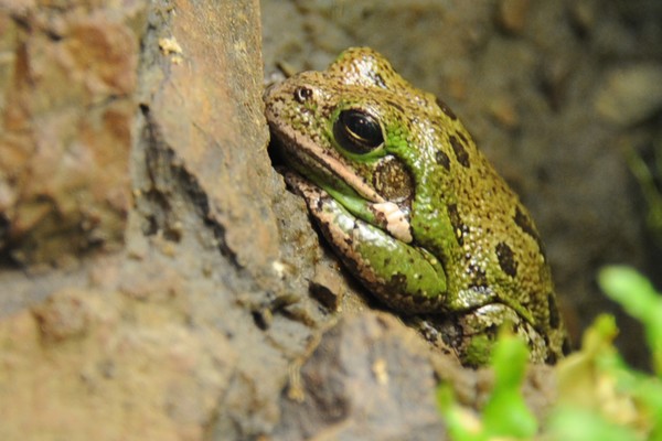 Frog at Killens Pond