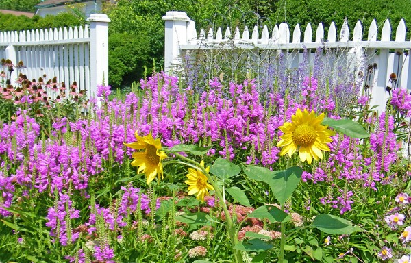 Goodstay Garden Flowers