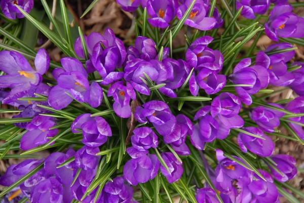 Crocuses