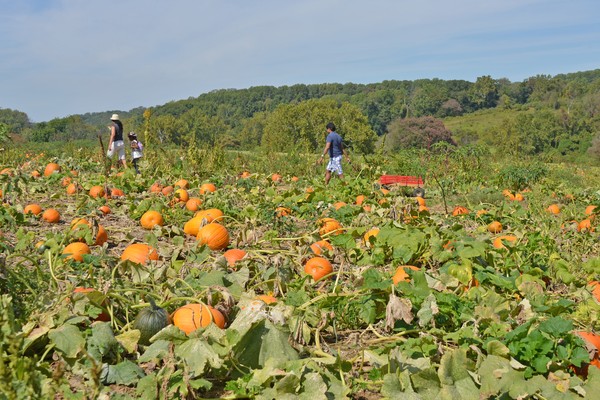 Family Hunts Pumpkin
