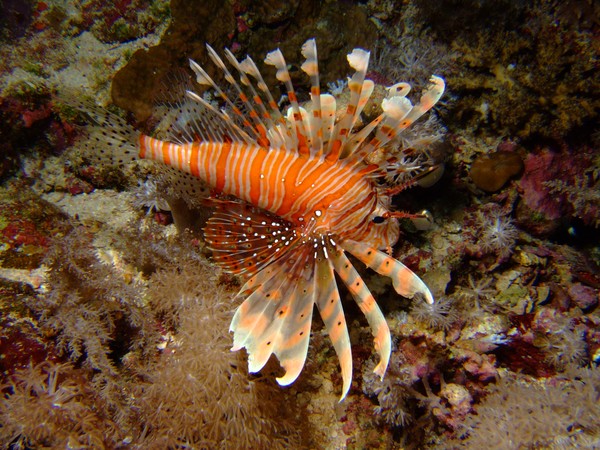 lion fish
