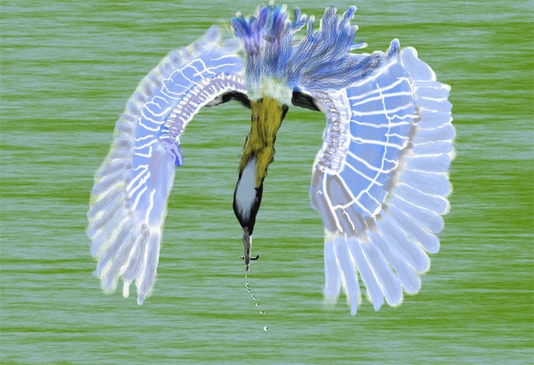 Heron Fishing O857