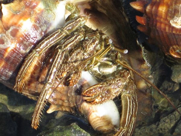 crabby