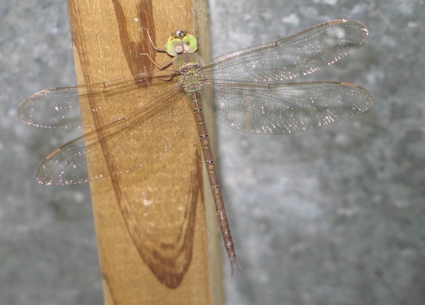 Neat dragonfly