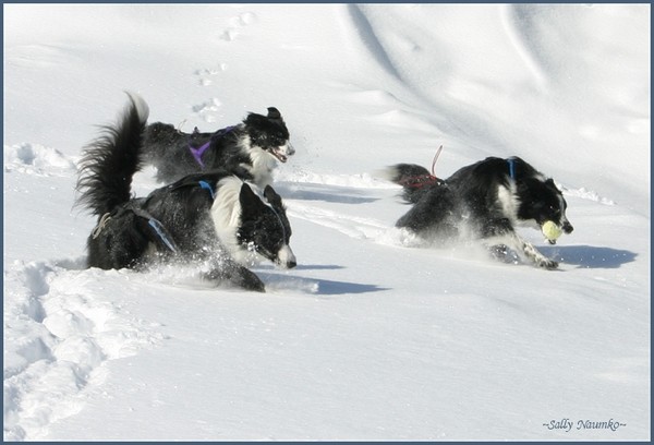 Snow Dolphins