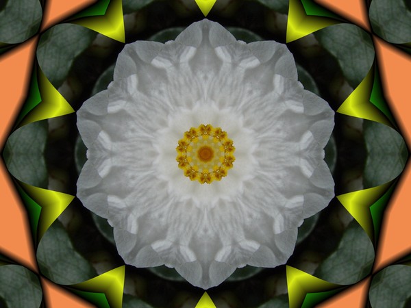 Digital flower series