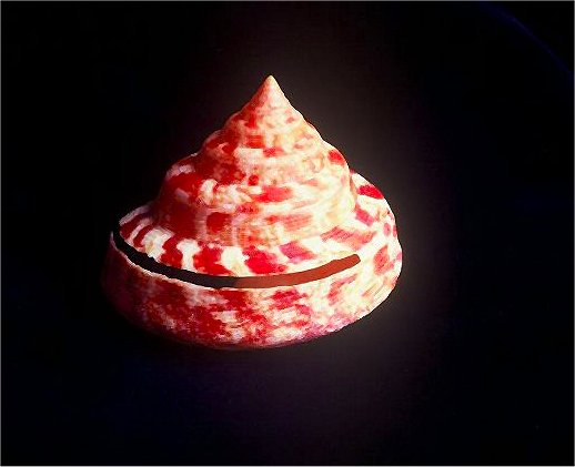The Emperors Slit Shell