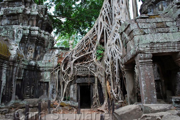 Ta Prohm, Cambodia