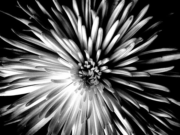 mums day flower 2006 edition