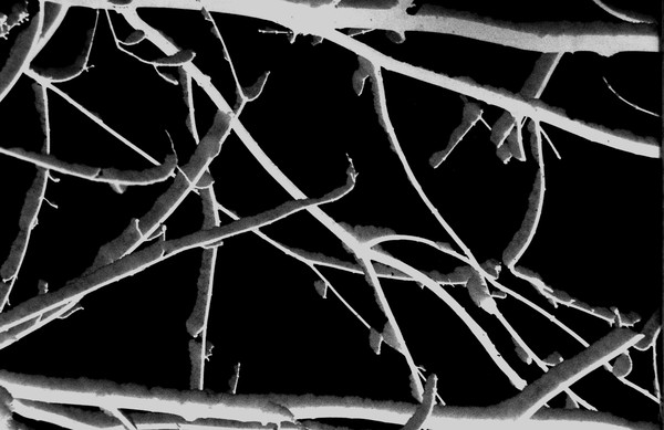 negative  fresh snow on  branch