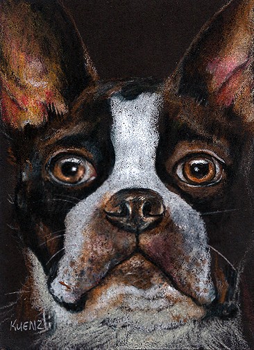 Boston Terrier - Colored Pencil