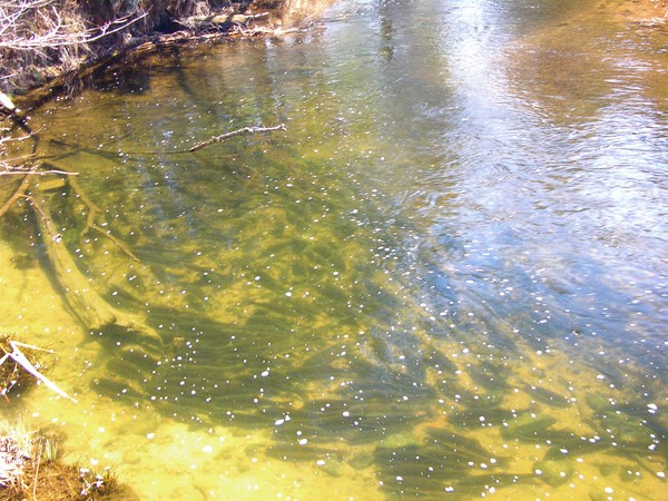 Spawning Suckers