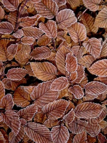 Frosted Hornbeam Leaves