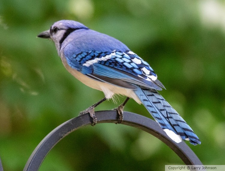 Blue Jay 6/18/26