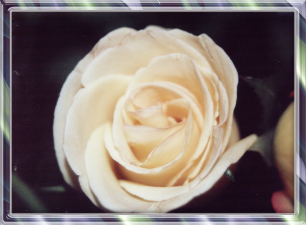 White Bloom