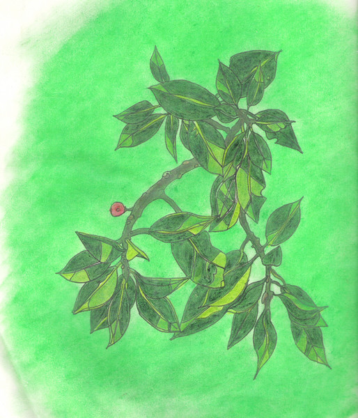 red berries