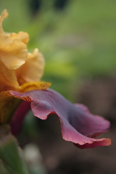 Iris