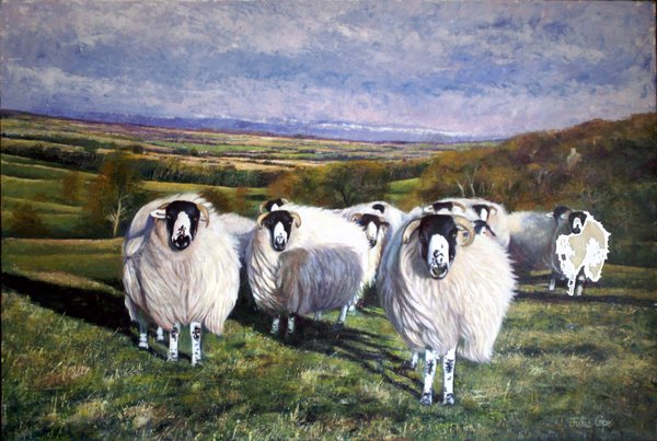 Yorkshire Fell Sheep