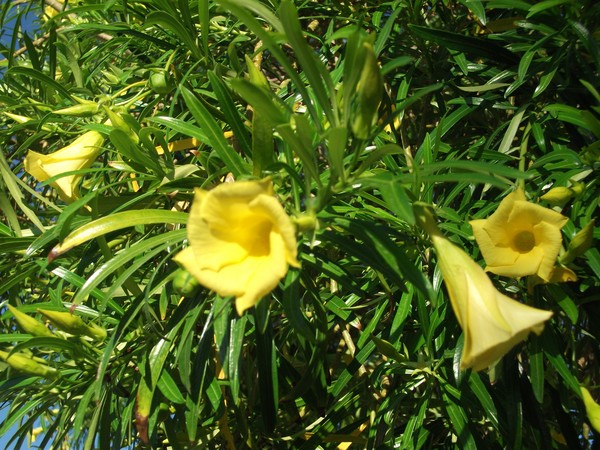 Yellow Bells