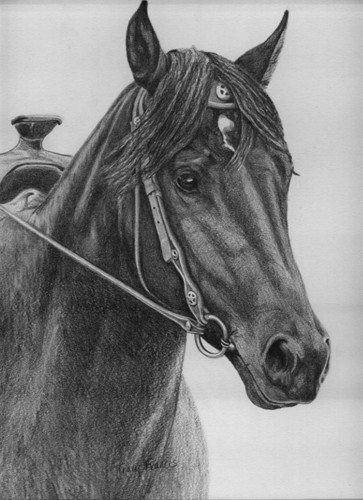 Maya, Canadian Mare