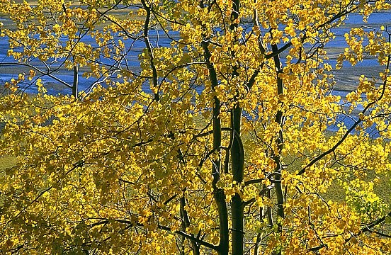 Autumn Aspens
