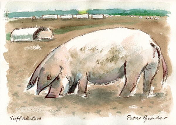 Suffolk sow, Snape