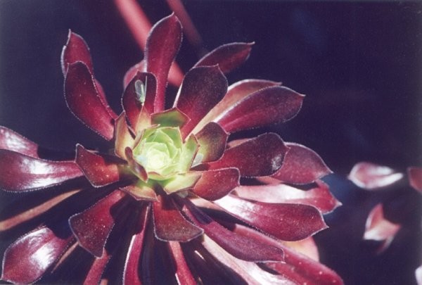 Aeonium