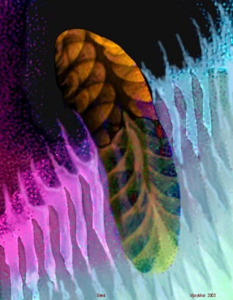 Seed