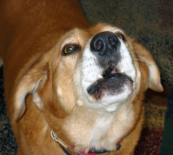 In Memory of Chewy