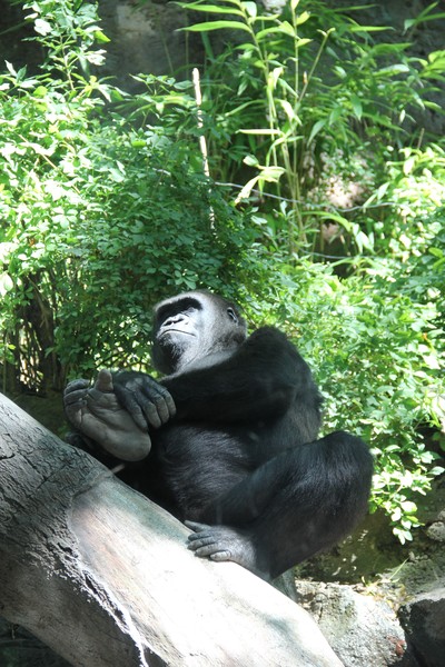 Male lowland gorilla trying to draw attention