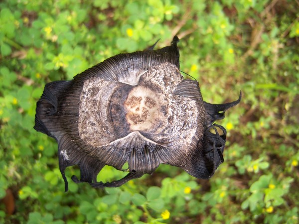 Creepy Mushroom 2