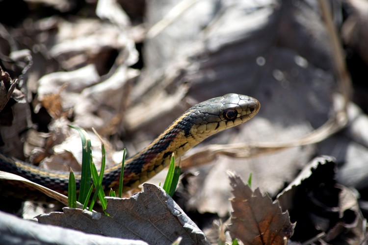Garter Snake
