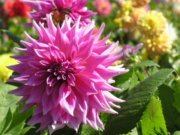 Dahlia Delight