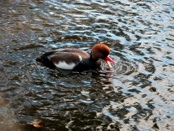 Red Crested Pochard