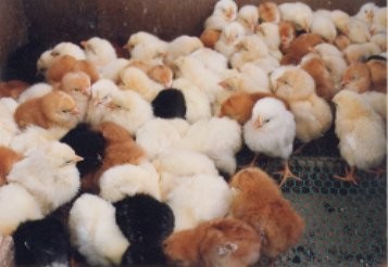 chicks