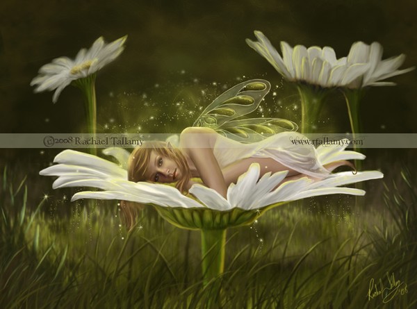 Daisy