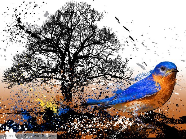 Eastern Bluebird giclee
